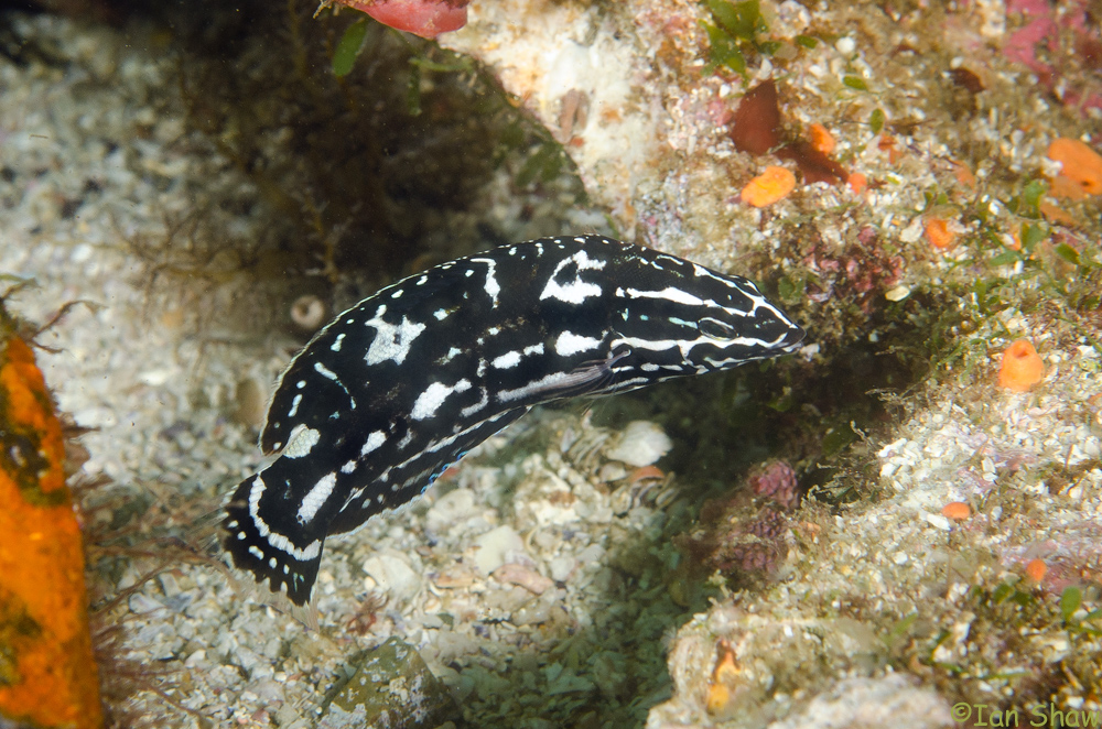 Coris bulbifrons (Randall and Kuiter, 1982) Solitary Islands