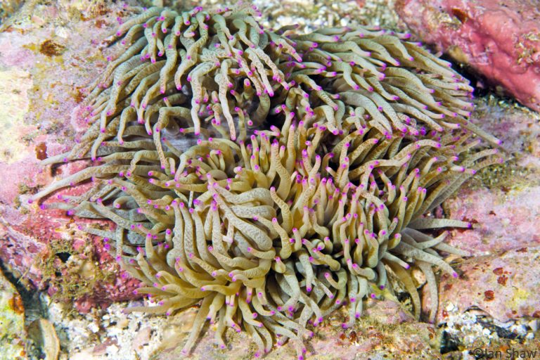 Radianthus Ritteri Radianthus – Solitary Islands Underwater Research Group