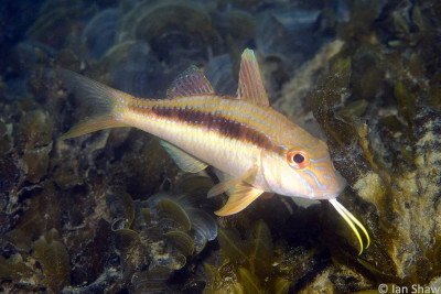 Upeneichthys lineatus (Bloch and Schneider, 1801) Solitary Islands
