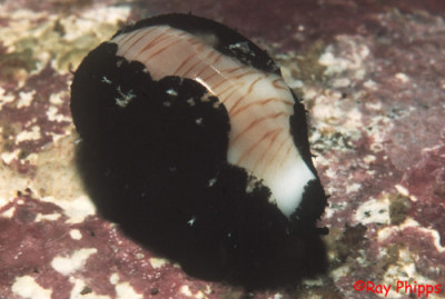 Palmadusta Clandestina Linnaeus 1767 Solitary Islands Underwater Palmadusta Clandestina Linnaeus 1767 Solitary Islands Underwater